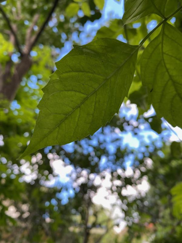 意不意外? 華為P50 Pro首測2: 網友要求再拍10組對比, 逼出它影像極限