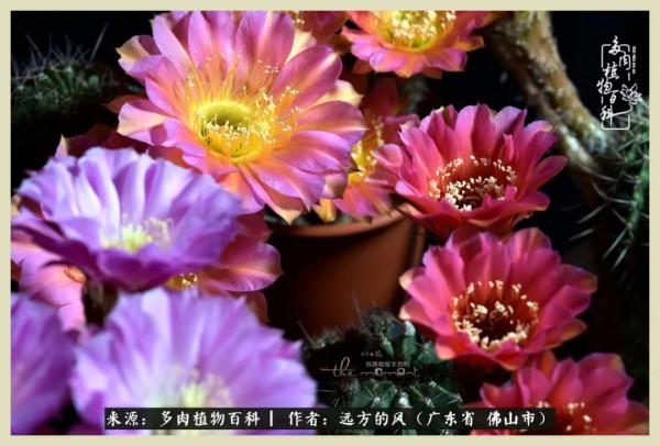 我若盛開，蝴蝶愛來不來