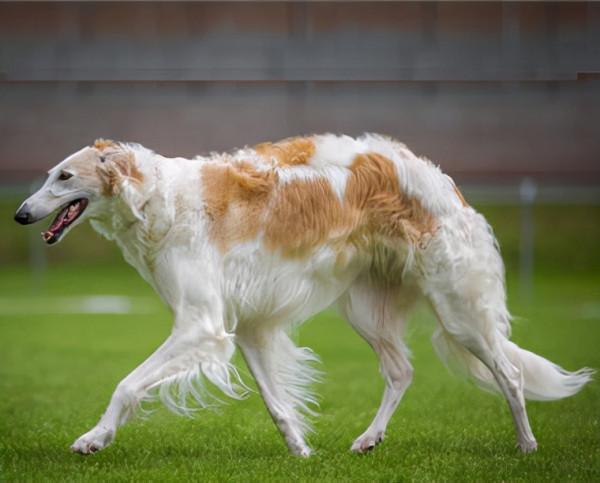 盤點狗界中5大“蠢狗”，一個比一個蠢，誰養誰鬧心
