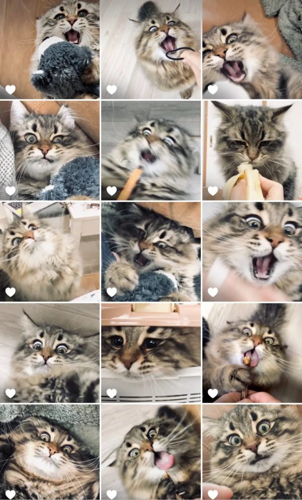 被10萬人圍觀的貓咪表情帝，堪稱貓界的楊迪，連日常都是戲