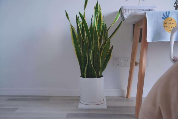 衛生間潮溼有異味，養上5種&OpenCurlyDoubleQuote;吸味花&rdquo;，祛溼除味還能&OpenCurlyDoubleQuote;滅菌&rdquo;