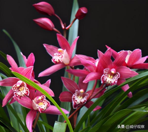 它被譽為“蘭花中的貴妃”,帶你領略紅貴妃蘭花的魅力 它被譽為“蘭花中的貴妃”,帶你領略紅貴妃蘭花的魅力