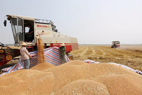 有人算一筆賬，種植一畝地小麥，純收入只有10元，為何漏洞百出？