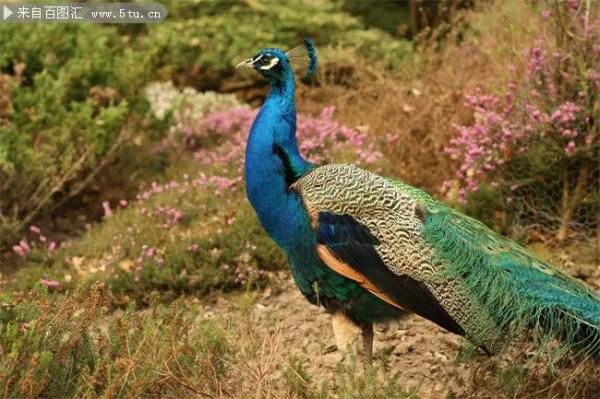 美麗的孔雀