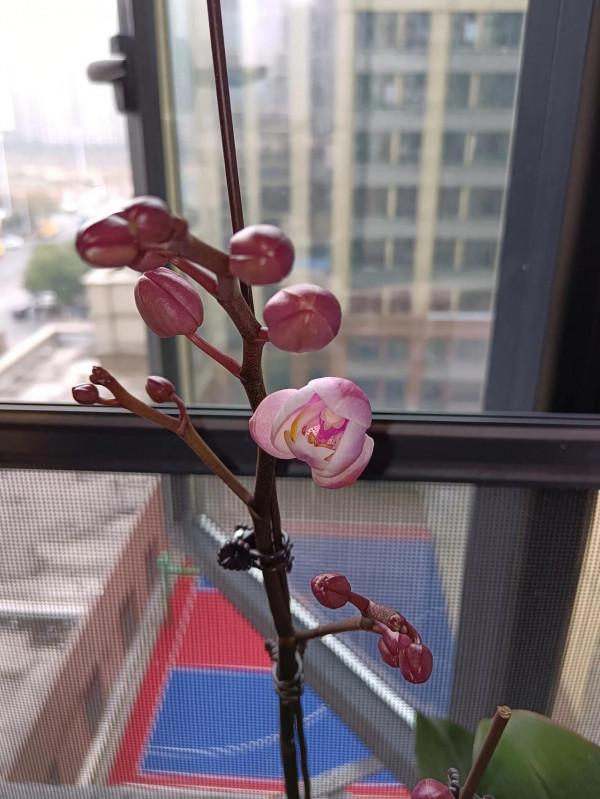 自己養的花,什麼樣子都喜歡 自己養的花,什麼樣子都喜歡