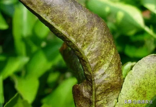 “顏值殺手”鏽壁蝨,防治記得要趁早 “顏值殺手”鏽壁蝨,防治記得要趁早