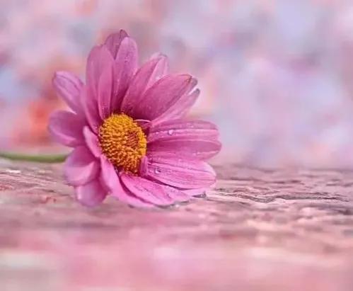 青年情侶雙雙殉情：懶惰阻止了向美而生