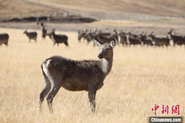 2021瀾湄萬里行走進西藏“小瑞士”探訪高原馬鹿天堂 2021瀾湄萬里行走進西藏“小瑞士”探訪高原馬鹿天堂