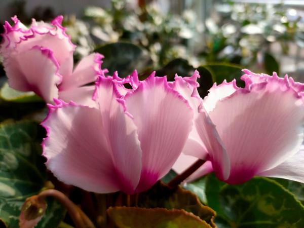 喜歡“盆花之王”蘿蔔海棠，教你簡單繁殖方法，讓你擁有無數盆花