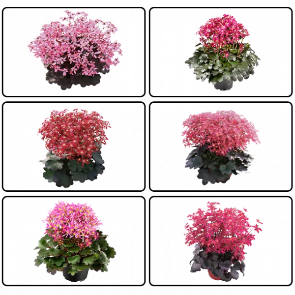 瑞虎迎春，虎耳招財！翩翩起舞的小精靈，輕鬆開成夢幻花毯