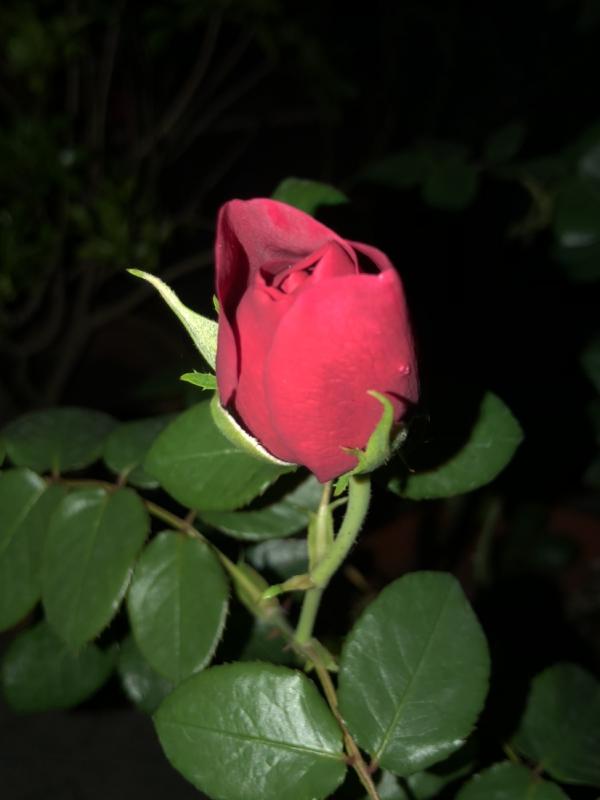 小心帶刺的玫瑰！危險又迷人，不會養護可要出大問題