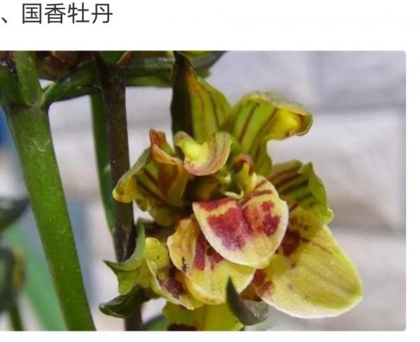 為什麼很多人養花養不活