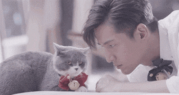 動物世界：從狗生贏家王可可開始，扒一扒各路明星斥巨資養的寵物