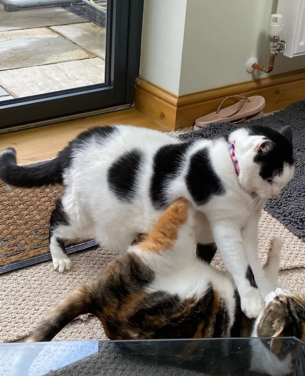 營養不良的貓，憑本事把自己喂成“豬”