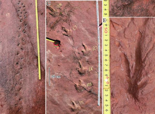 陝西竟然發現了恐龍足跡,是真的麼? 陝西竟然發現了恐龍足跡,是真的麼?