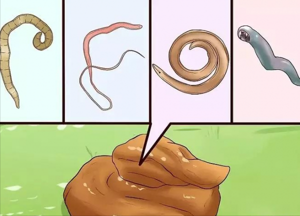 為啥人不能吃生的動物肉，動物吃了就沒事？人類真這麼脆弱麼