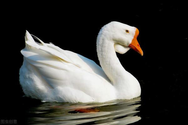 妙語連珠：大多數，一小撮。天使對惡魔。家園對國土，警戒對巡邏