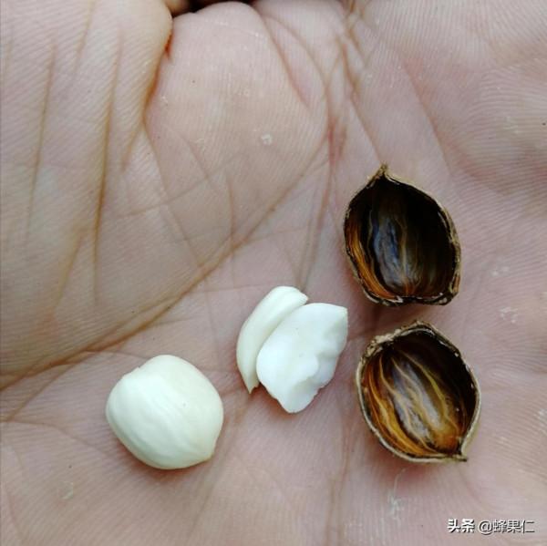 農村這25種能吃的野果都是童年的回憶,現在越來越少你還記得嗎? 農村這25種能吃的野果都是童年的回憶,現在越來越少你還記得嗎?