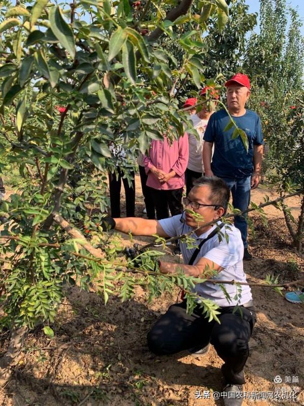 冬季修剪花椒樹，要想高產先修路