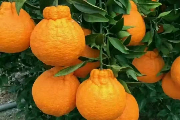 日本最嚴種苗法實行8個月,我國哪幾類水果有可能違反日本禁令? 日本最嚴種苗法實行8個月,我國哪幾類水果有可能違反日本禁令?