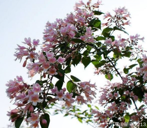 1種花長得像金魚，耐寒好養活，種得越多越壯觀