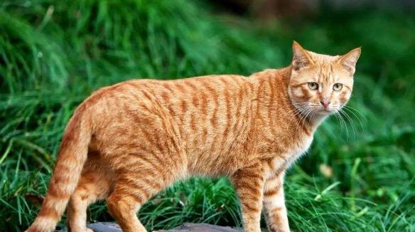 中華田園貓種類大全,你知道幾個呢? 中華田園貓種類大全,你知道幾個呢?