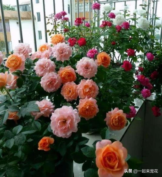 封閉陽臺養月季，高手教你幾招，照樣枝繁葉茂，花開不斷