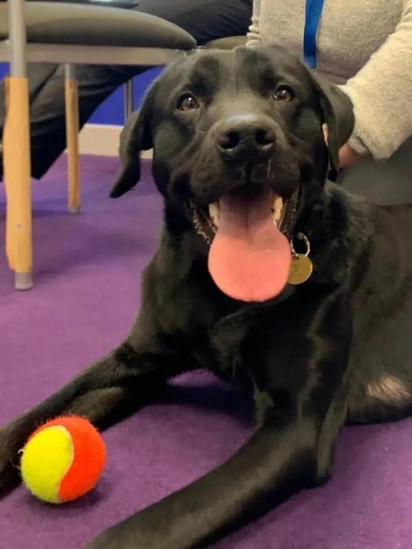 警犬上班“摸魚”被開除了，換了工作後卻很受歡迎：業務能力滿分