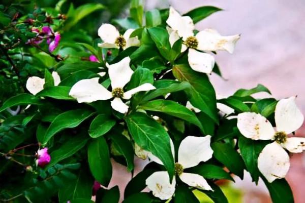 四照花～春有亮葉，夏花如蝶，秋有紅葉紅果，極具觀賞價值