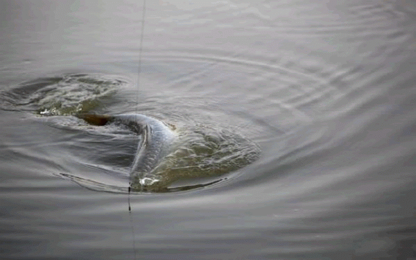 秋季野釣想要好漁獲，這些變化就得了然於心