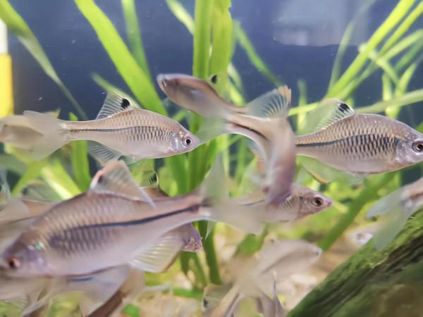 釣到這16種魚要注意!它們很容易看錯,一不小心就惹禍上身 釣到這16種魚要注意!它們很容易看錯,一不小心就惹禍上身