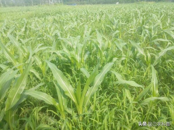 草銨膦應用最好的3個配方,草甘膦除不掉的它都能,趕快收藏吧 草銨膦應用最好的3個配方,草甘膦除不掉的它都能,趕快收藏吧