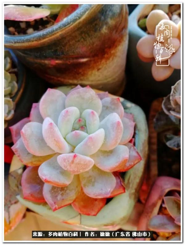 廣東的多肉陽臺:生命不息,折騰不止 廣東的多肉陽臺:生命不息,折騰不止