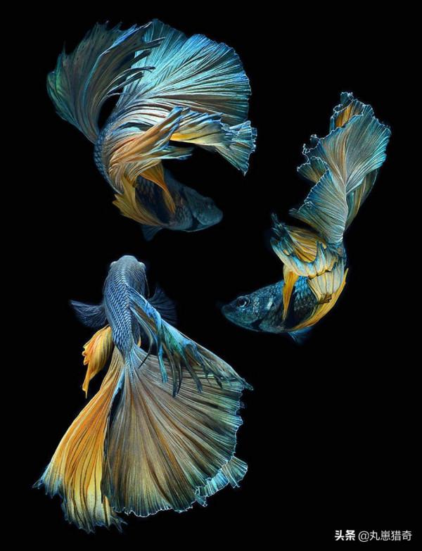 細菌之美：培養皿上的斑痕，比梵高筆下的《星空》更加豔麗