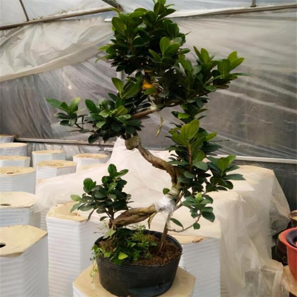 7種帶“錢”字的花，寓意好、觀賞價值高，都喜歡在家裡栽培