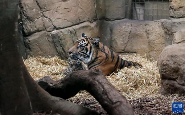 虎年看虎：倫敦動物園喜迎蘇門答臘小萌虎