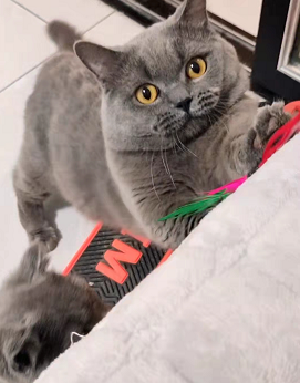 新晉鏟屎官需要注意的幾個事 新晉鏟屎官需要注意的幾個事