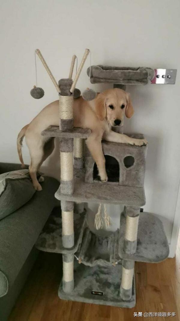 狗學貓樣,有些狗,養著養著就成了貓 狗學貓樣,有些狗,養著養著就成了貓