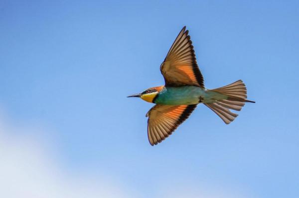 照片故事~黃喉蜂虎 照片故事~黃喉蜂虎