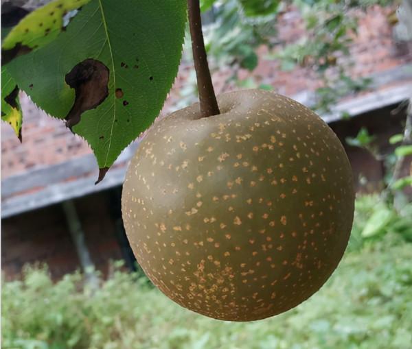 天氣一涼,吃這6種蔬果特養人,關鍵是在家也能種 天氣一涼,吃這6種蔬果特養人,關鍵是在家也能種