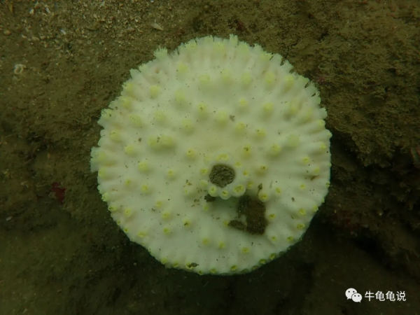 終極聖鬥士——珊瑚的彩色花路 終極聖鬥士——珊瑚的彩色花路