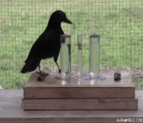 看完這27張圖片才知道，動物們的智商竟然這麼高