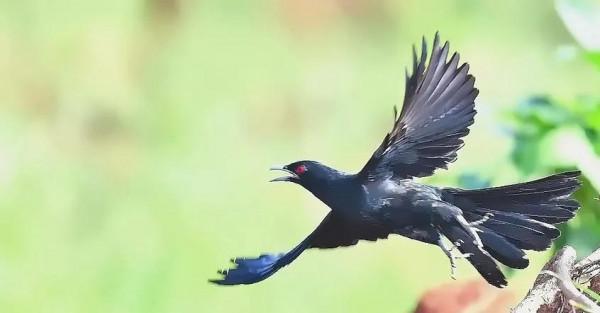 分享鳥類圖片-噪鵑