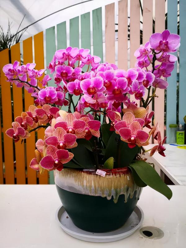 冬天買花“別吃虧”，這些年宵花，一個月內就漲價，現在買最省錢