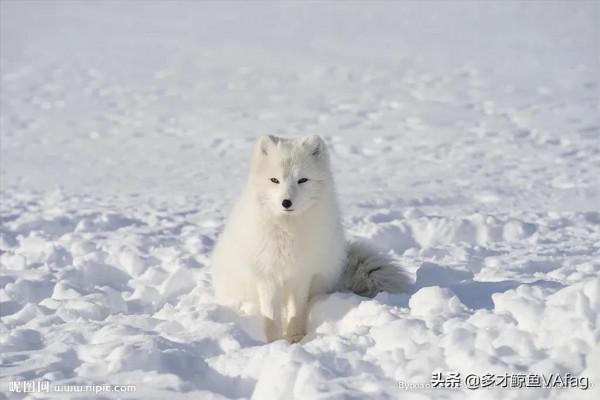 藍眸白狐國家一級保護動物