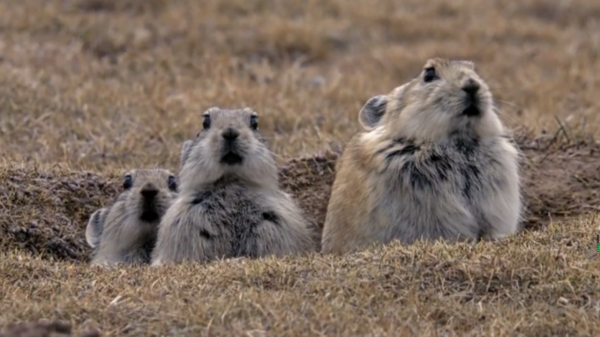 12億高原鼠兔氾濫，草原已經瑟瑟發抖，專家卻說這是好事？