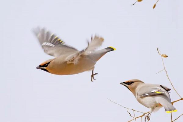 60多張雙比翼鳥圖欣賞