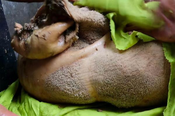 河南祖傳3代秘製美食,一盆肉壓成一大塊,100多斤賣10000多元 河南祖傳3代秘製美食,一盆肉壓成一大塊,100多斤賣10000多元