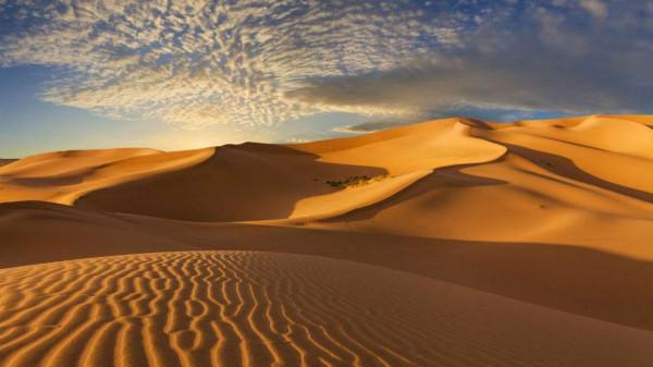 如果把所有沙漠都變成森林會怎樣？科學家：代價恐怕難以承受