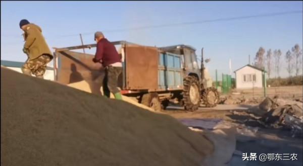 黑龍江北大荒一農民種水稻600畝,收的稻穀像山一樣,1.3元一斤 黑龍江北大荒一農民種水稻600畝,收的稻穀像山一樣,1.3元一斤